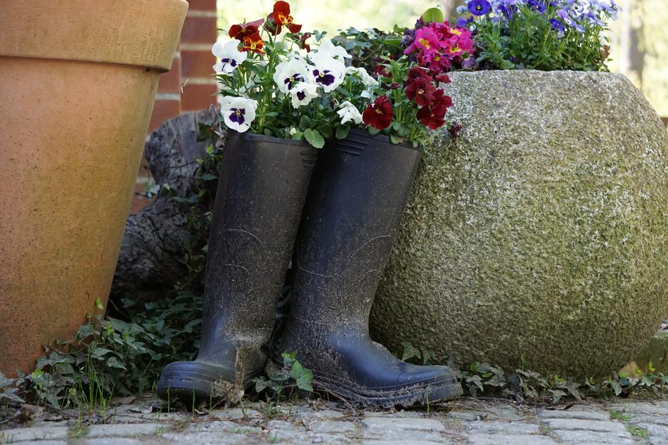 Pansy Boots Violaceae
