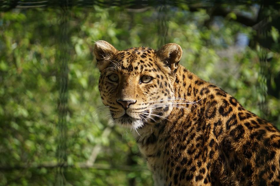 leopard against a tree