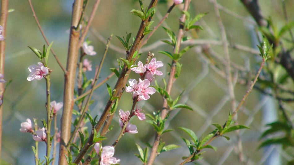 Flower Flowers Fiore