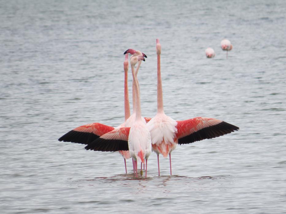 Body Of Water Bird Lake No