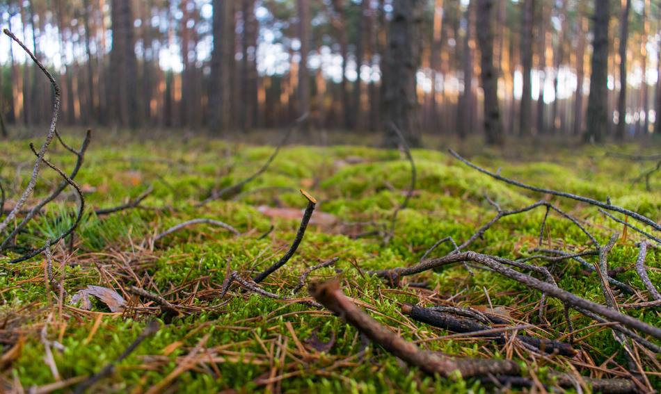 Nature Forest Tree