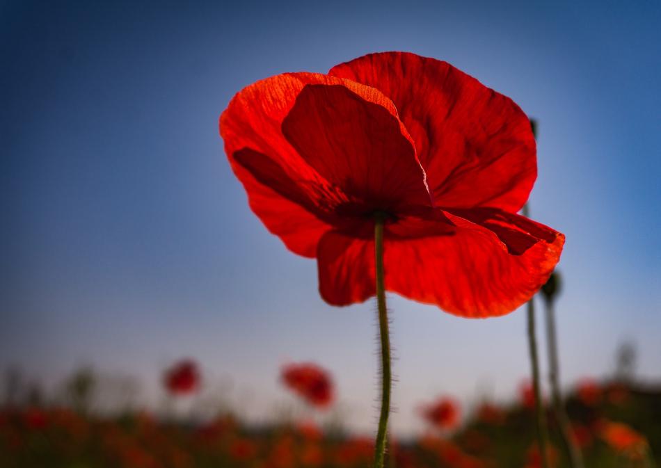 Flower Poppy Red