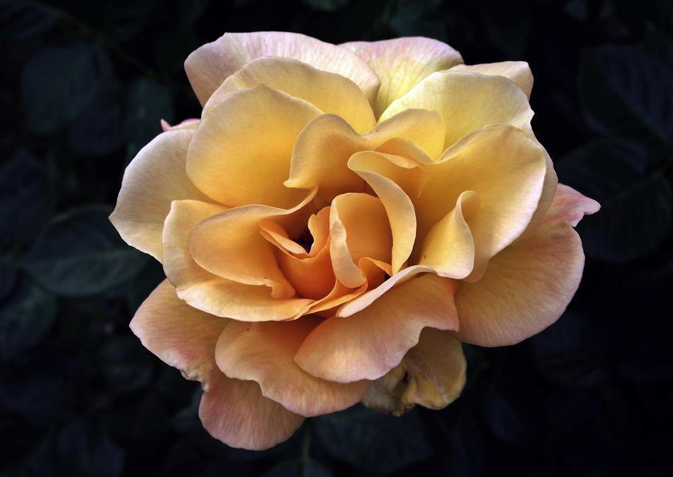 Flower Rose Petal