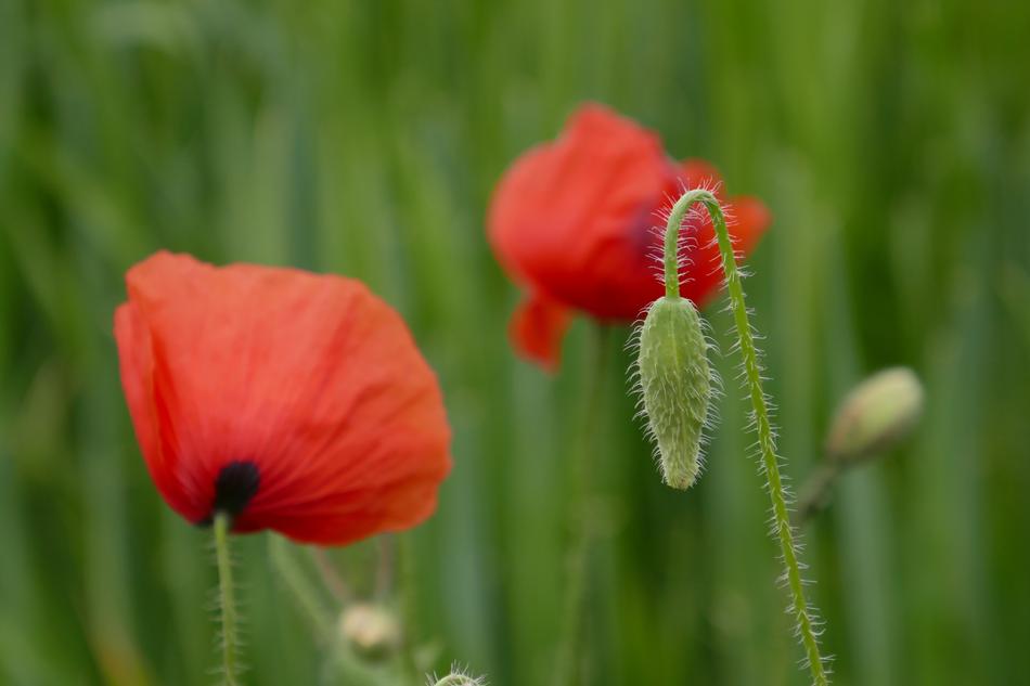 Poppy Nature Flower