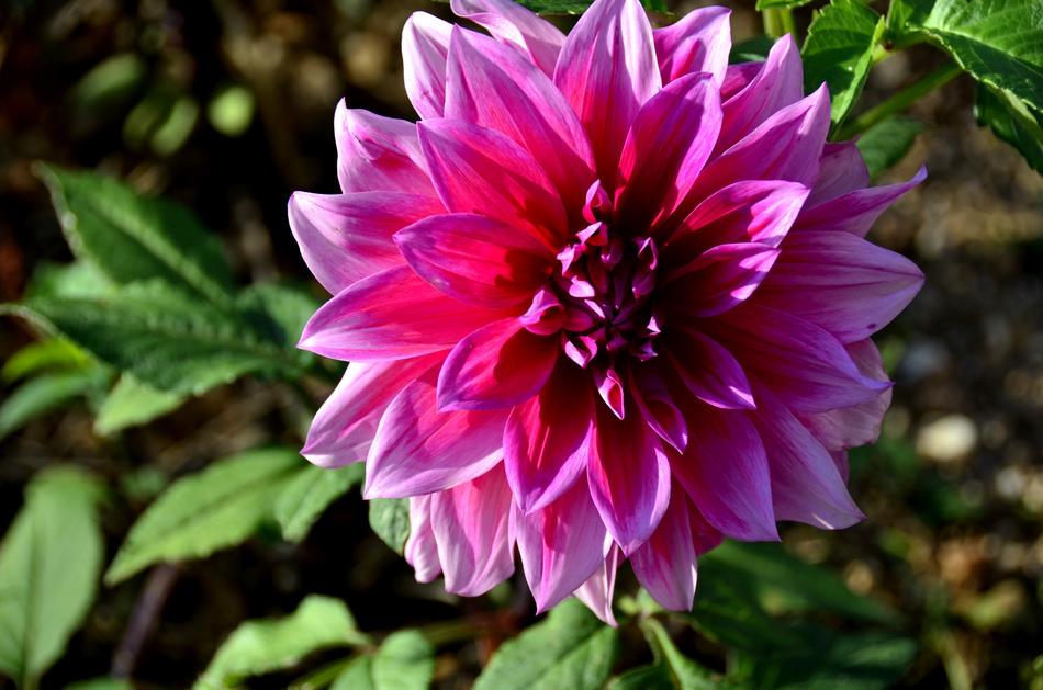 Nature Flower Plant