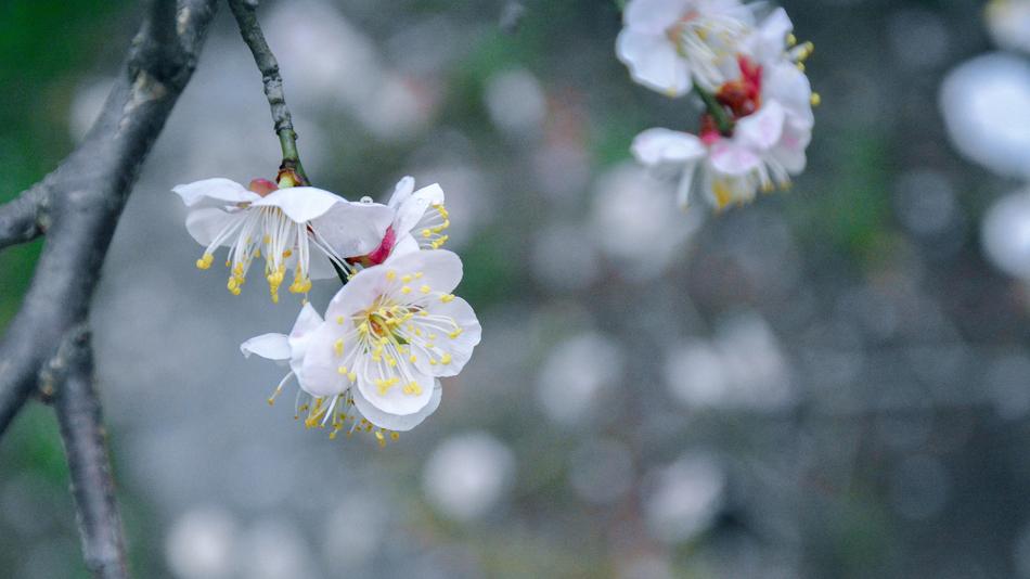 Flower Cherry Wood Plant