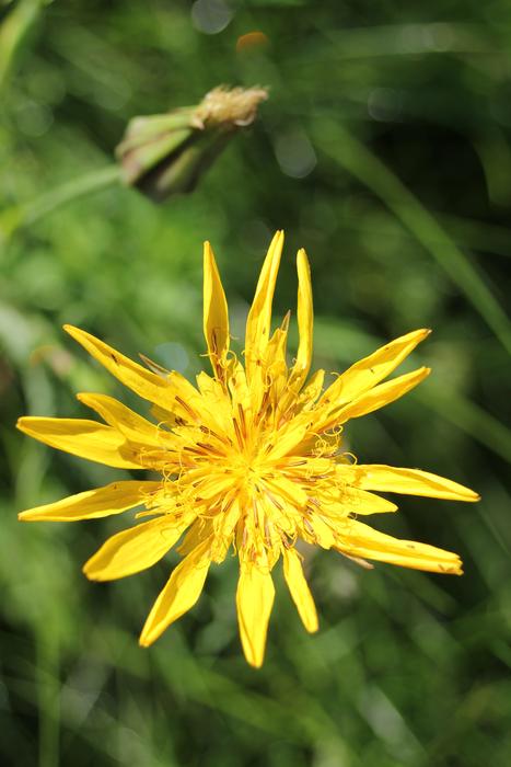 Nature Summer Plant