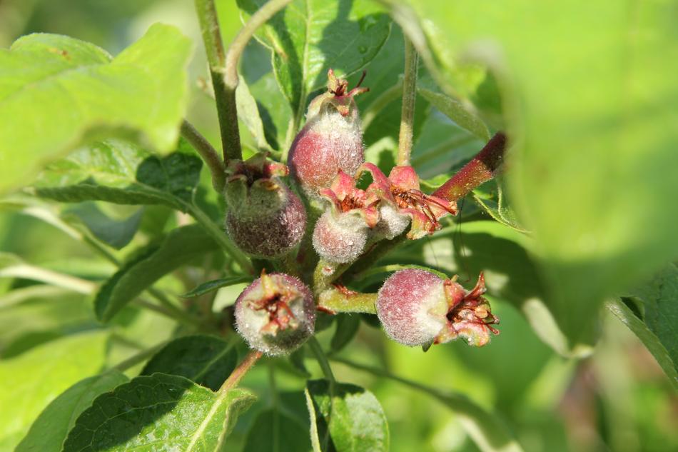 Nature Leaf Fruit