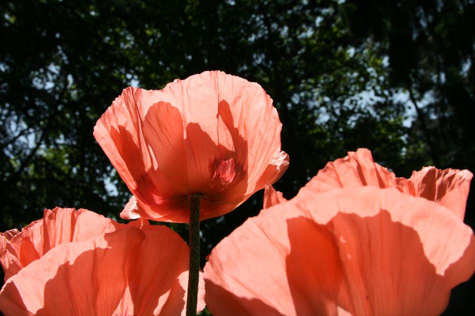 Nature Poppy Flower