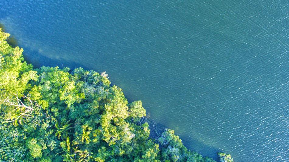 green trees with sea view