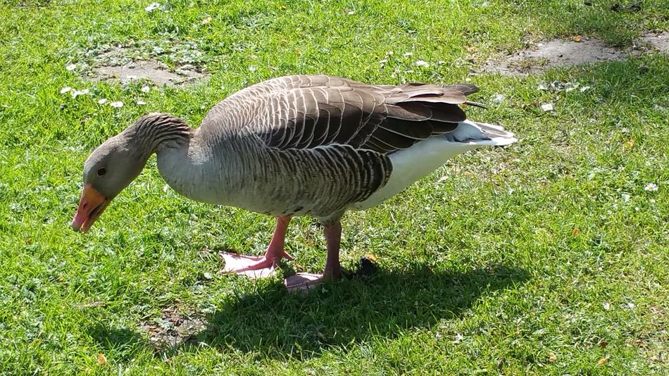 Nature Bird Animal
