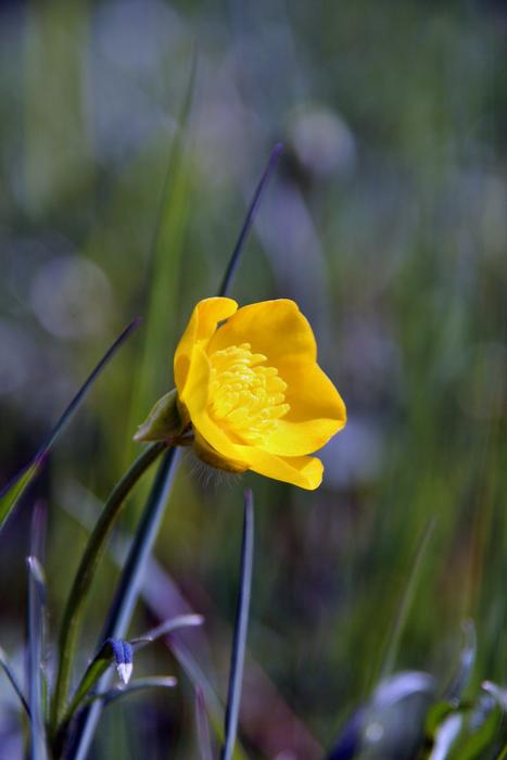 Nature Flower Plant