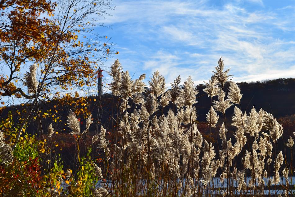 Reeds Sunlight Outdoors