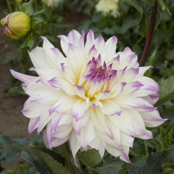 Dahlia Flower Botanical Garden