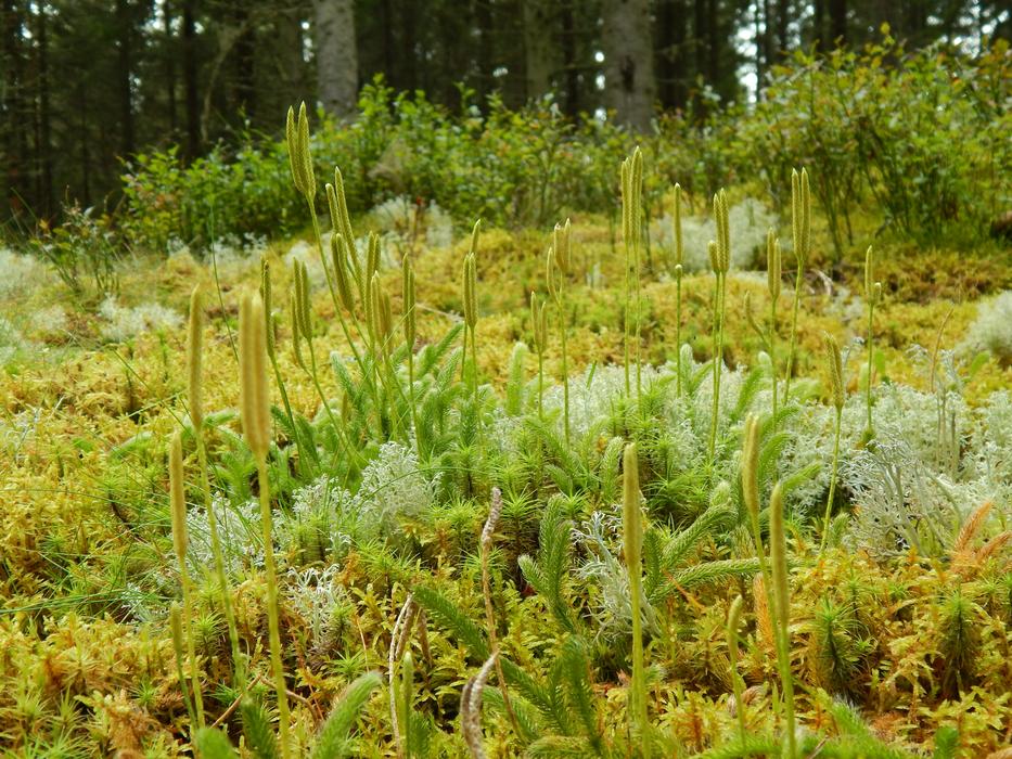Nature Plant Wood
