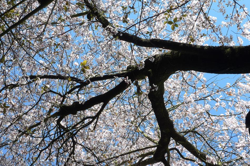 Tree Branch Season