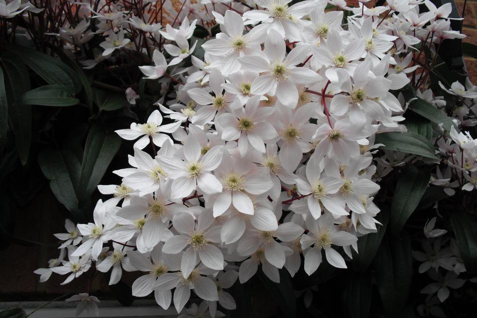 White Flower Clematis