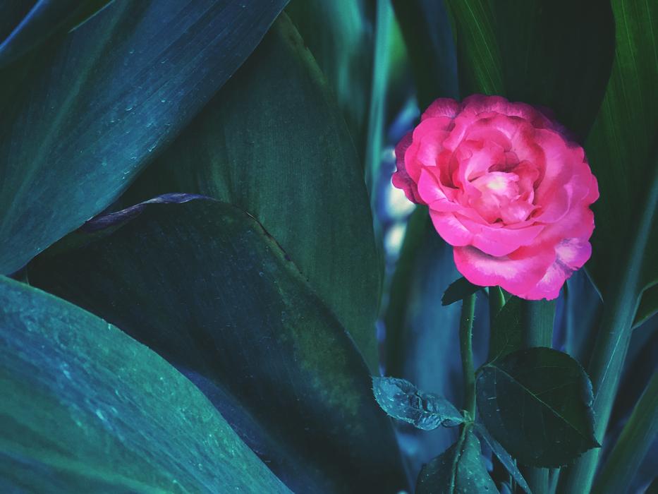 Flower Nature Bloom