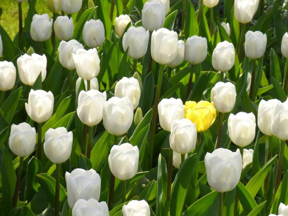 Nature Plant Garden