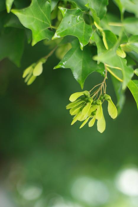 Leaf Abstract Nature