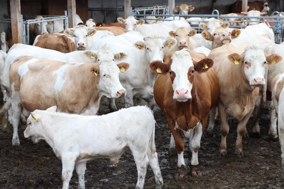 Mother Cows Calves Free Range