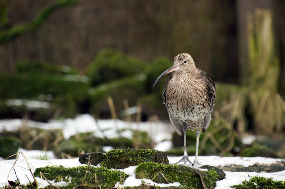 a small bird with a long beak
