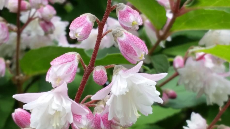 Blossom Bloom White Pink Flower