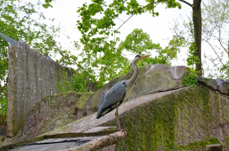 Nature Tree Park