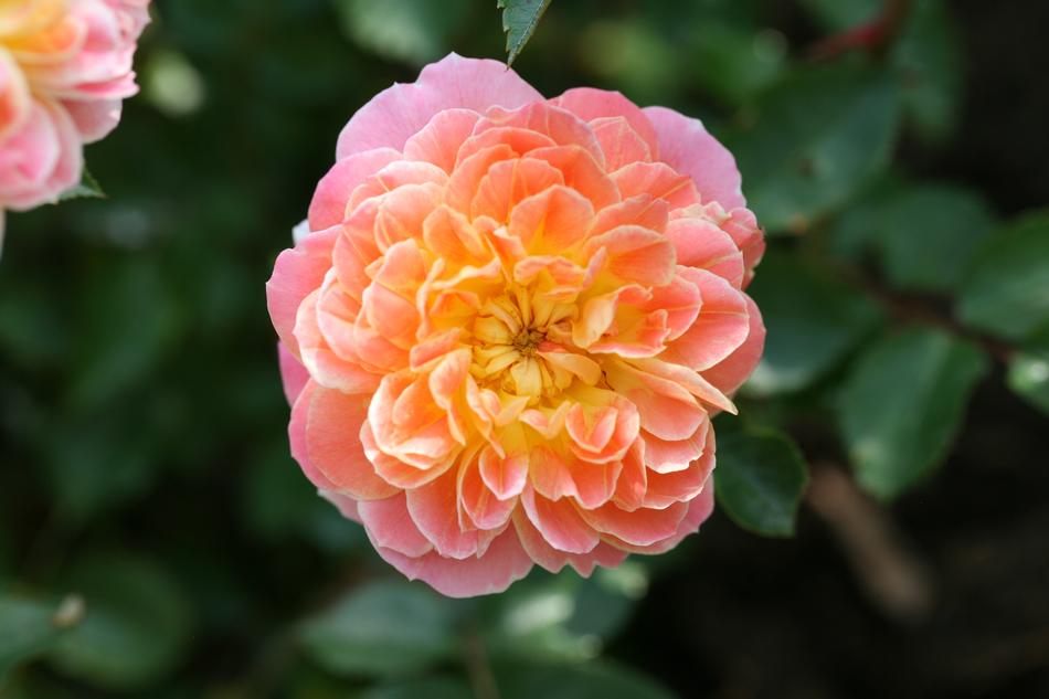 Flower Plant Nature