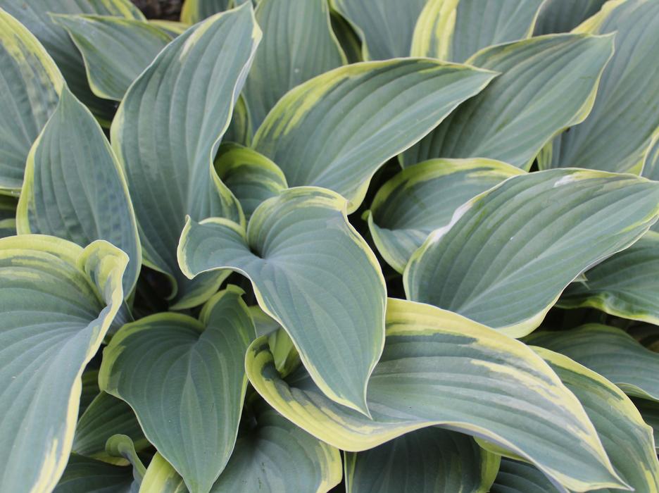 Hosta Leaf Green