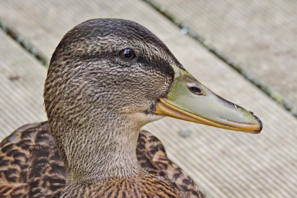 wild duck with a big beak