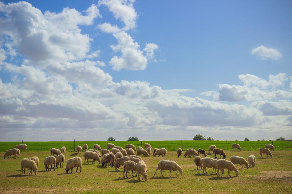 Field Grass Nature