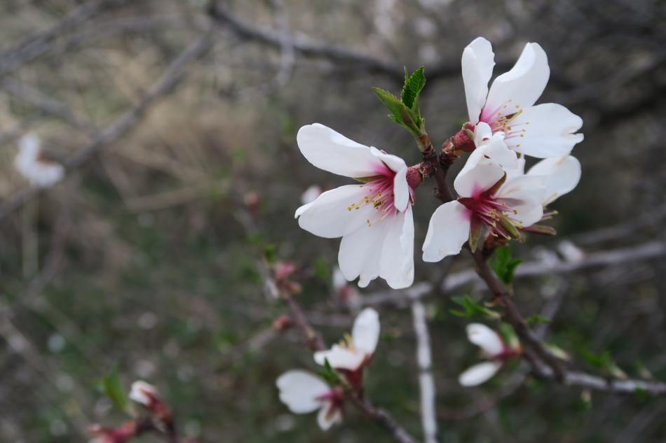 Flower Nature Tree