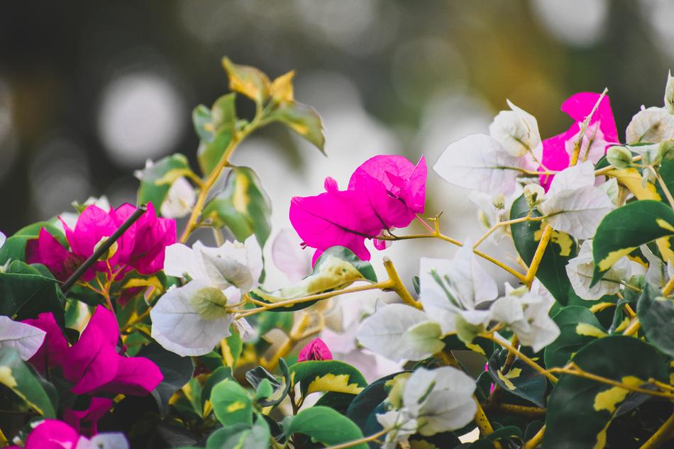 Flower Flora Nature