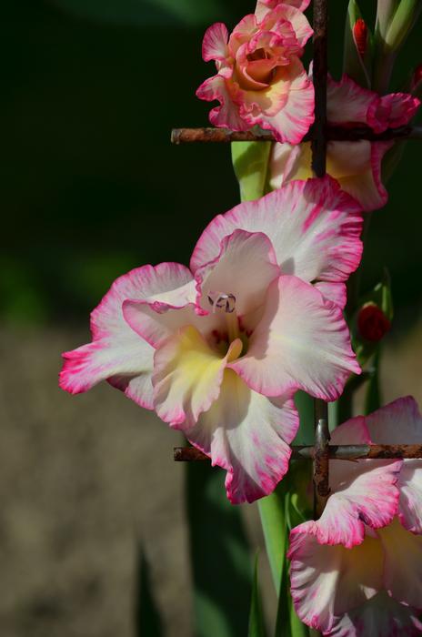 Flower Gladiolus Plant