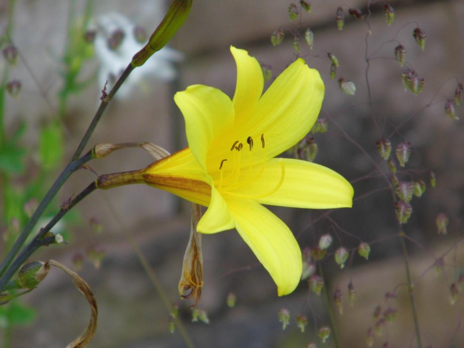 Lily Yellow Flower Lilies