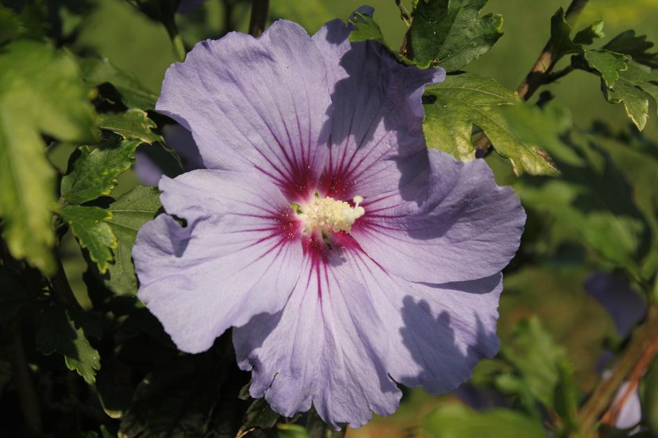 Nature Plant Flower