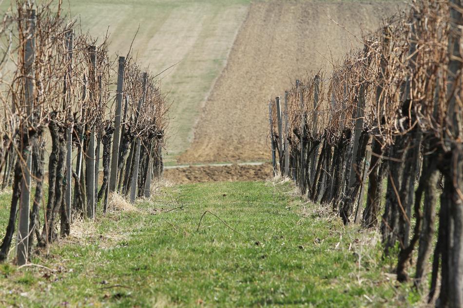 Nature Tree Grass