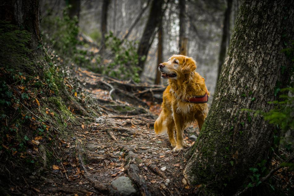 Nature Wood Tree Animal