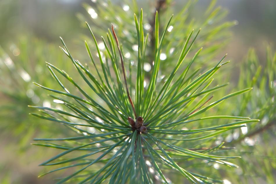 Plant Tree Conifer