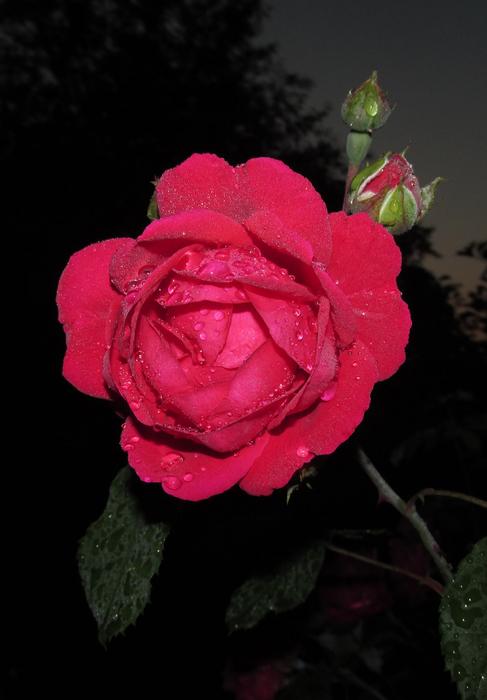 red rosebud on the stem