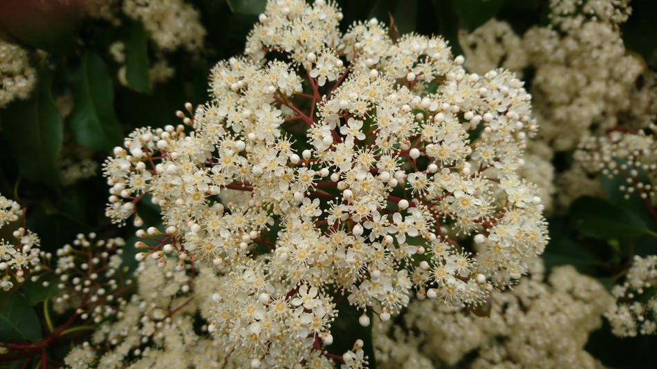 Nature Plant Flower No