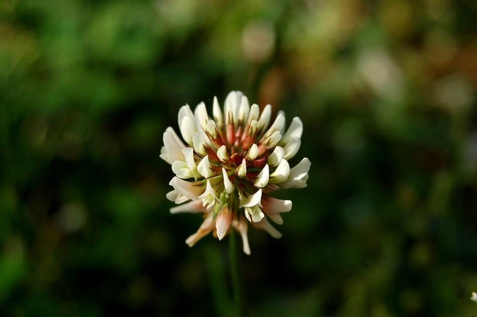 Flower Nature Plant