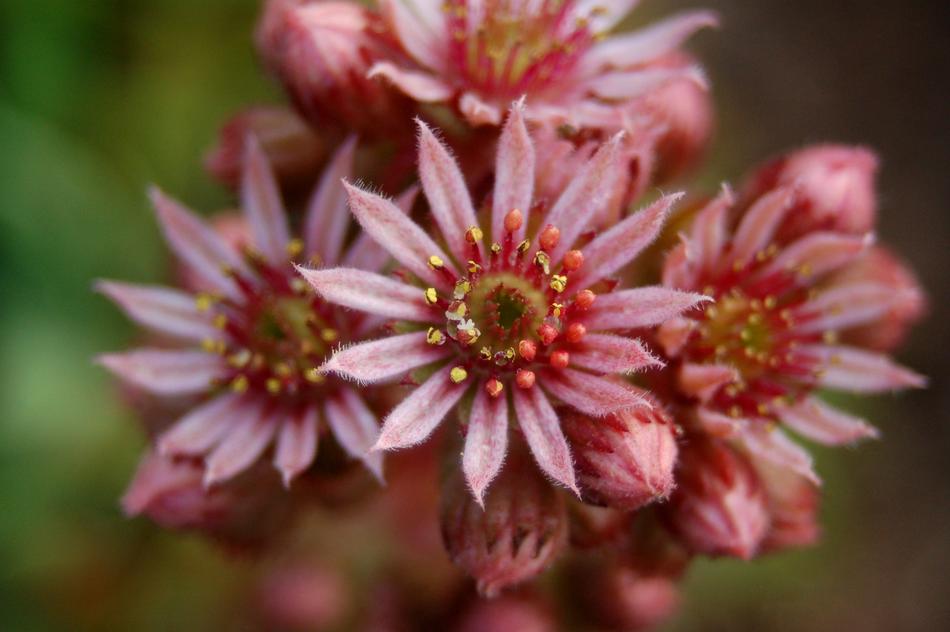 the flowers are unusual and beautiful