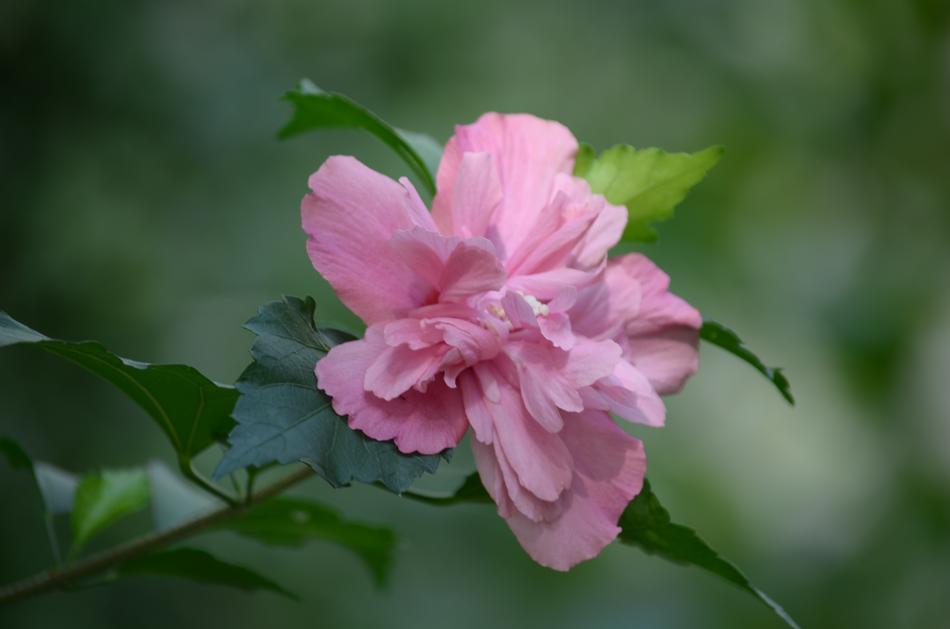 Plant Flower Nature