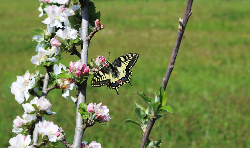 Flower Nature Tree