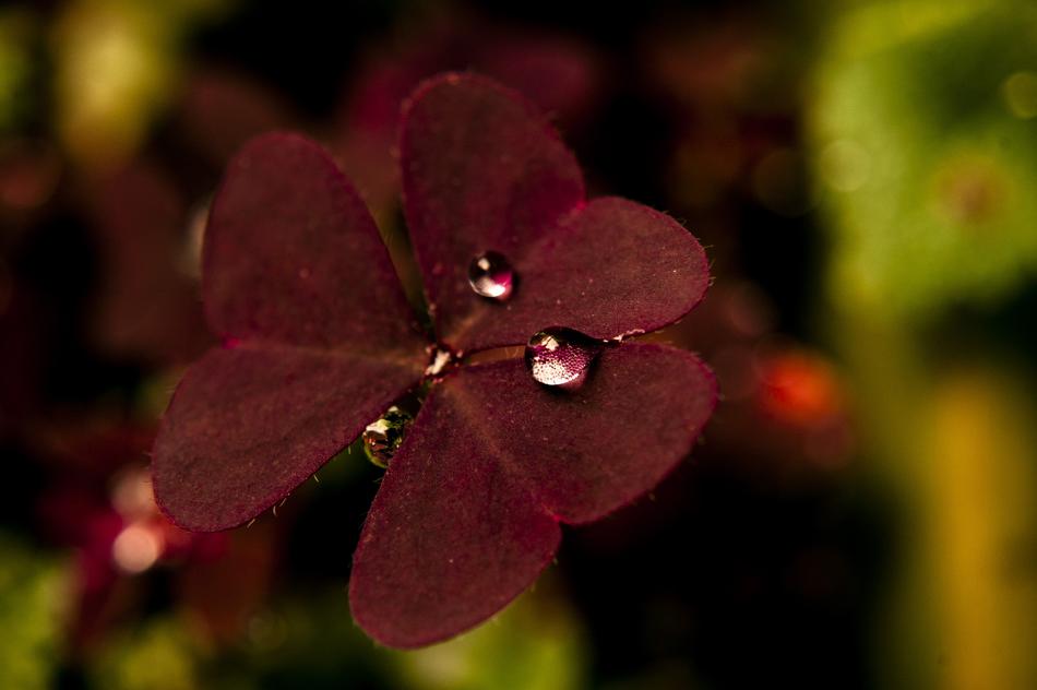 Nature Forest Color