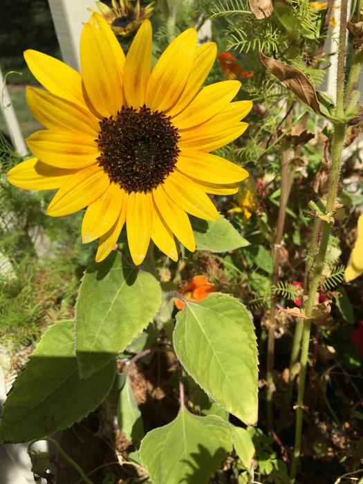 Nature Flora Flower