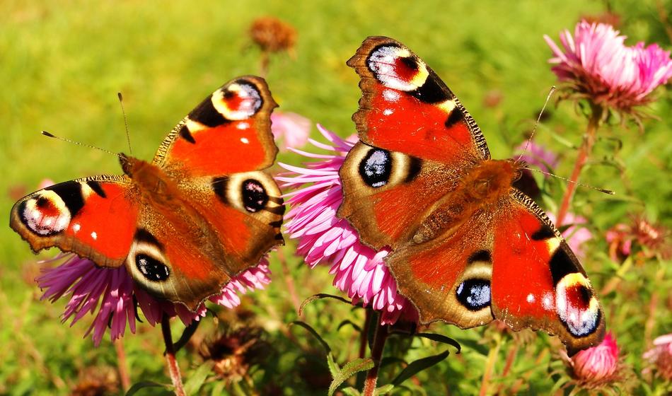 Butterfly Day Nature Insect