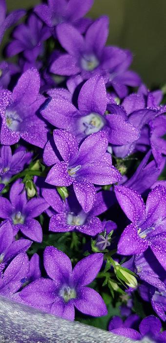 Flower Plant Nature